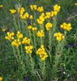 Linum capitatum