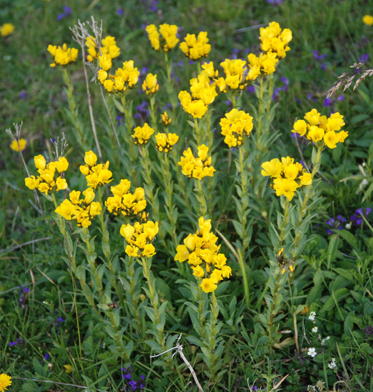 Изображение особи Linum capitatum.