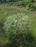 Eryngium campestre. Цветущее растение. Украина, Донецкая обл., Славянский р-н, окр. с. Маяки. 18.07.2011.