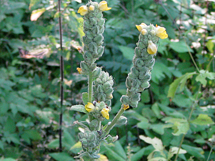 Изображение особи Verbascum × semialbum.