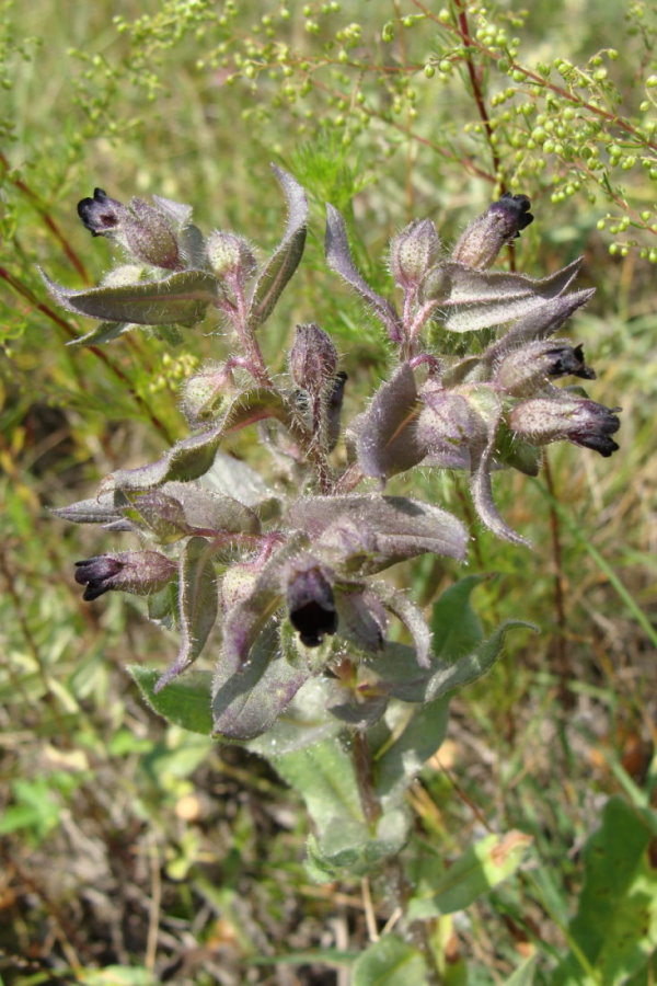 Image of Nonea rossica specimen.