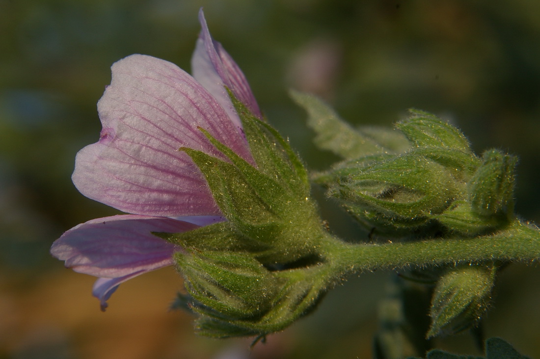 Изображение особи Althaea taurinensis.