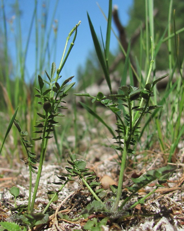 Изображение особи Cardamine parviflora.