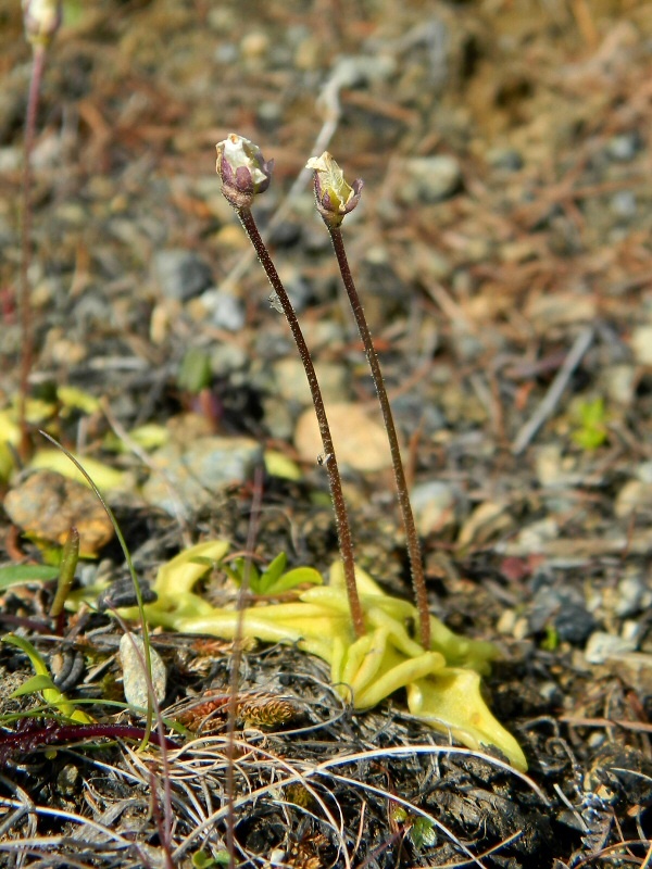 Изображение особи Pinguicula vulgaris.