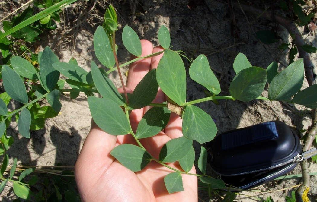 Image of Lathyrus japonicus ssp. maritimus specimen.