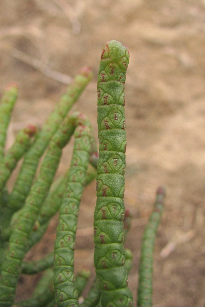 Изображение особи Salicornia borysthenica.