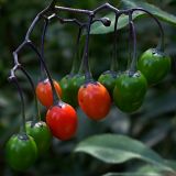 Solanum dulcamara