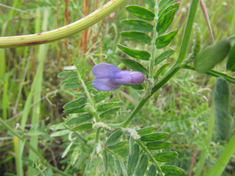 Image of Vicia cracca specimen.