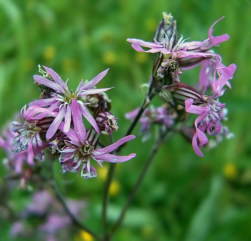 Изображение особи Coccyganthe flos-cuculi.