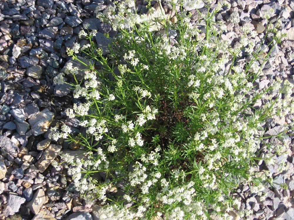 Изображение особи Galium hyrcanicum.