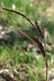 Carex cuspidata. Верхушка побега с соплодиями и отцветшим мужским соцветием (вверху). Южный Берег Крыма, мыс Мартьян. 3 января 2012 г.