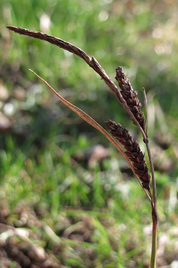 Изображение особи Carex cuspidata.