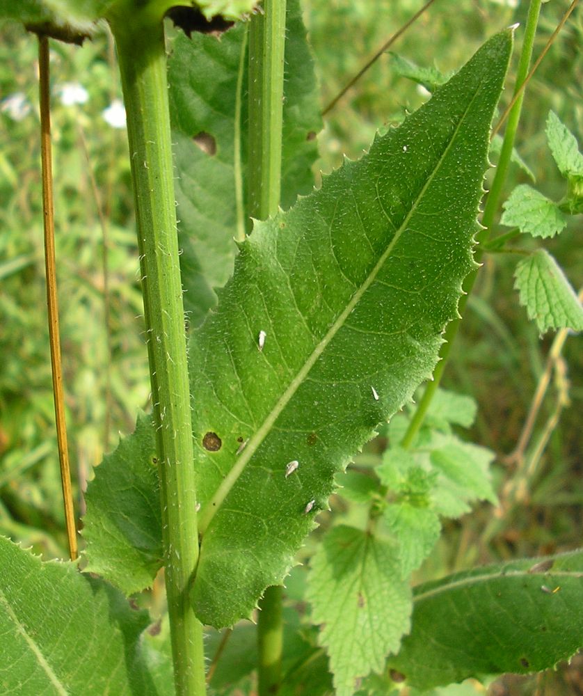 Изображение особи Cichorium intybus.