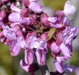 Cercis siliquastrum