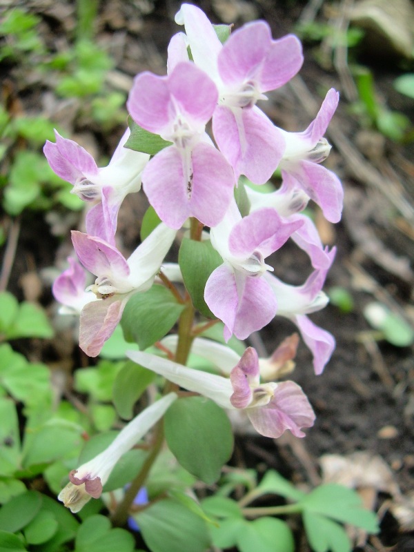 Изображение особи Corydalis caucasica.