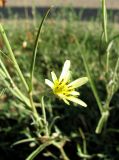 Tragopogon soltisiorum