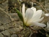 Magnolia stellata