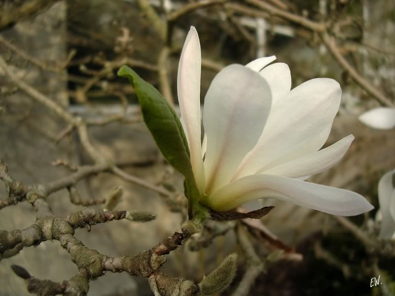 Image of Magnolia stellata specimen.