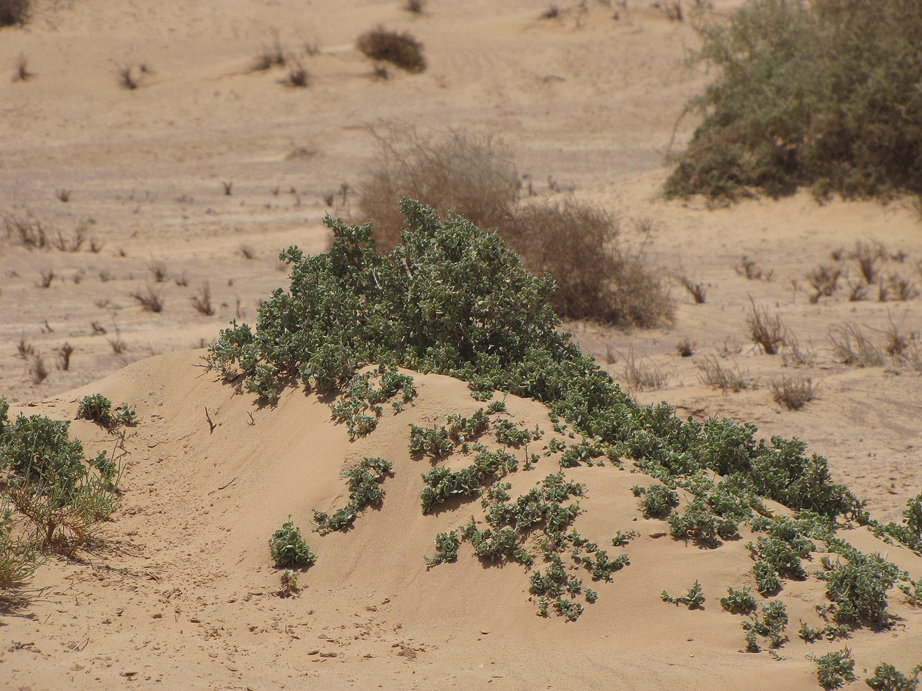 Image of Nitraria retusa specimen.