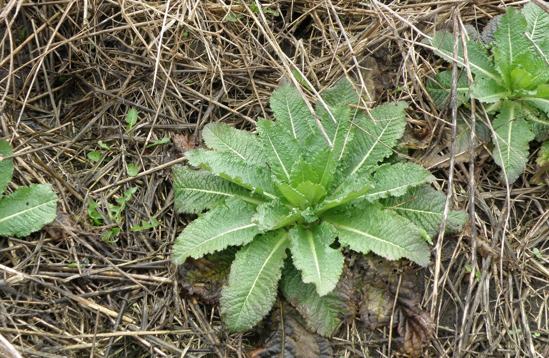 Изображение особи Dipsacus laciniatus.