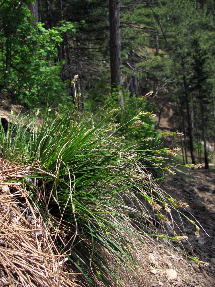 Изображение особи Carex halleriana.