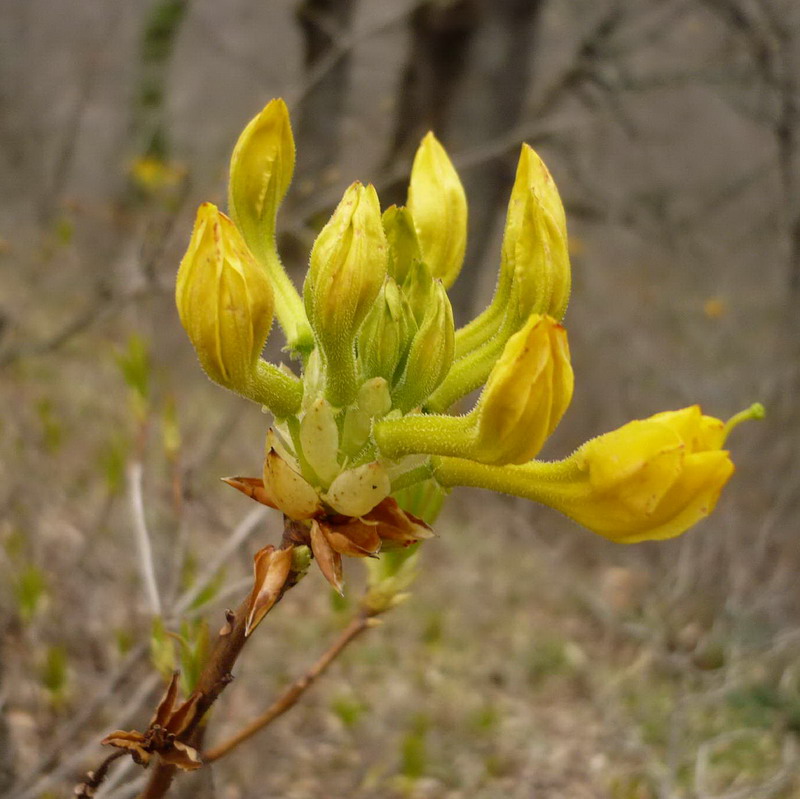 Image of Rhododendron luteum specimen.