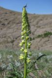 Reseda lutea