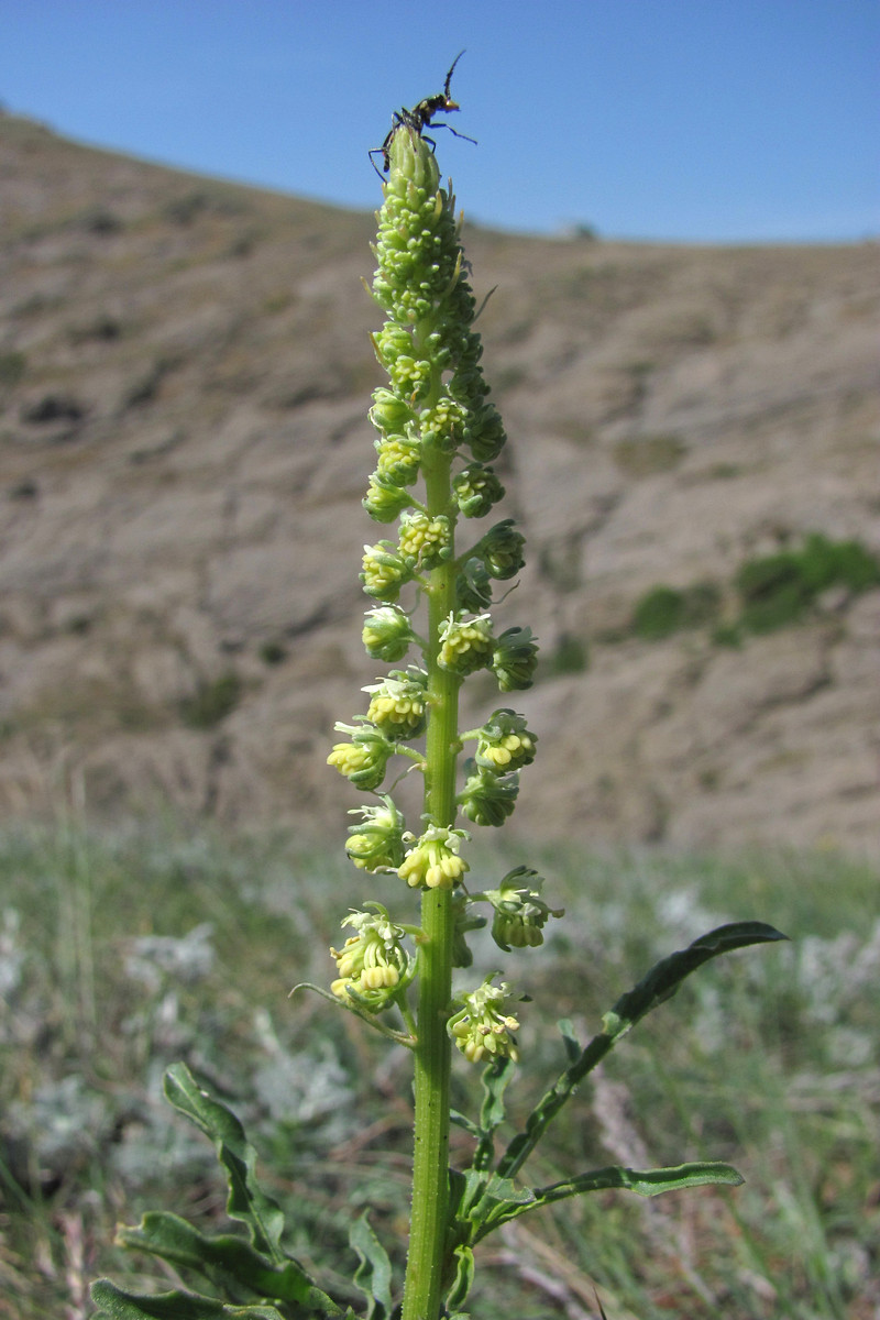 Изображение особи Reseda lutea.