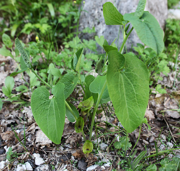 Image of Aristolochia iberica specimen.
