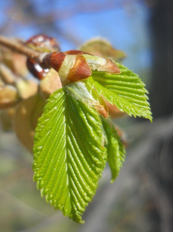 Изображение особи Ulmus laevis.