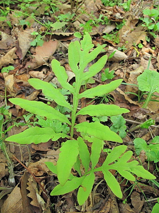 Изображение особи Onoclea sensibilis.