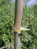 Arundo donax