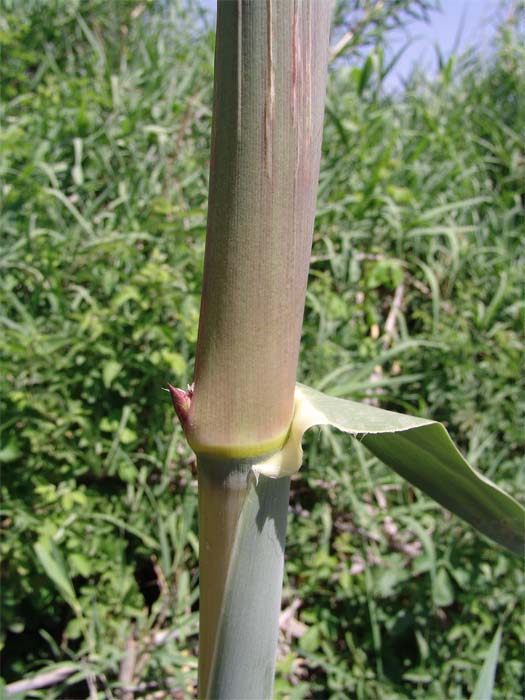 Изображение особи Arundo donax.