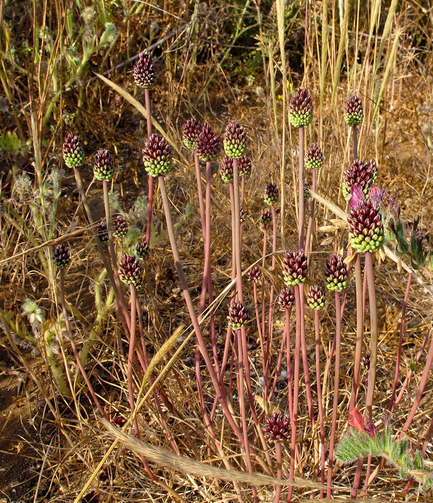 Image of Allium curtum specimen.