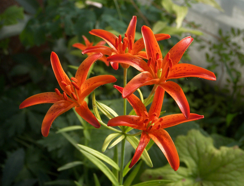 Изображение особи Lilium buschianum.