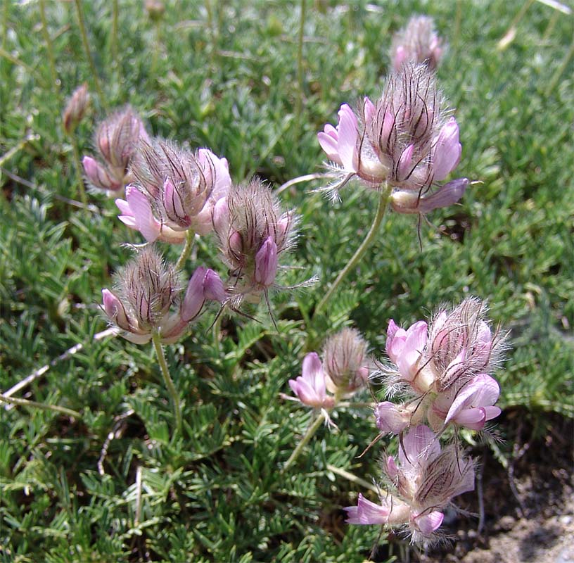 Изображение особи Astragalus hohenackeri.