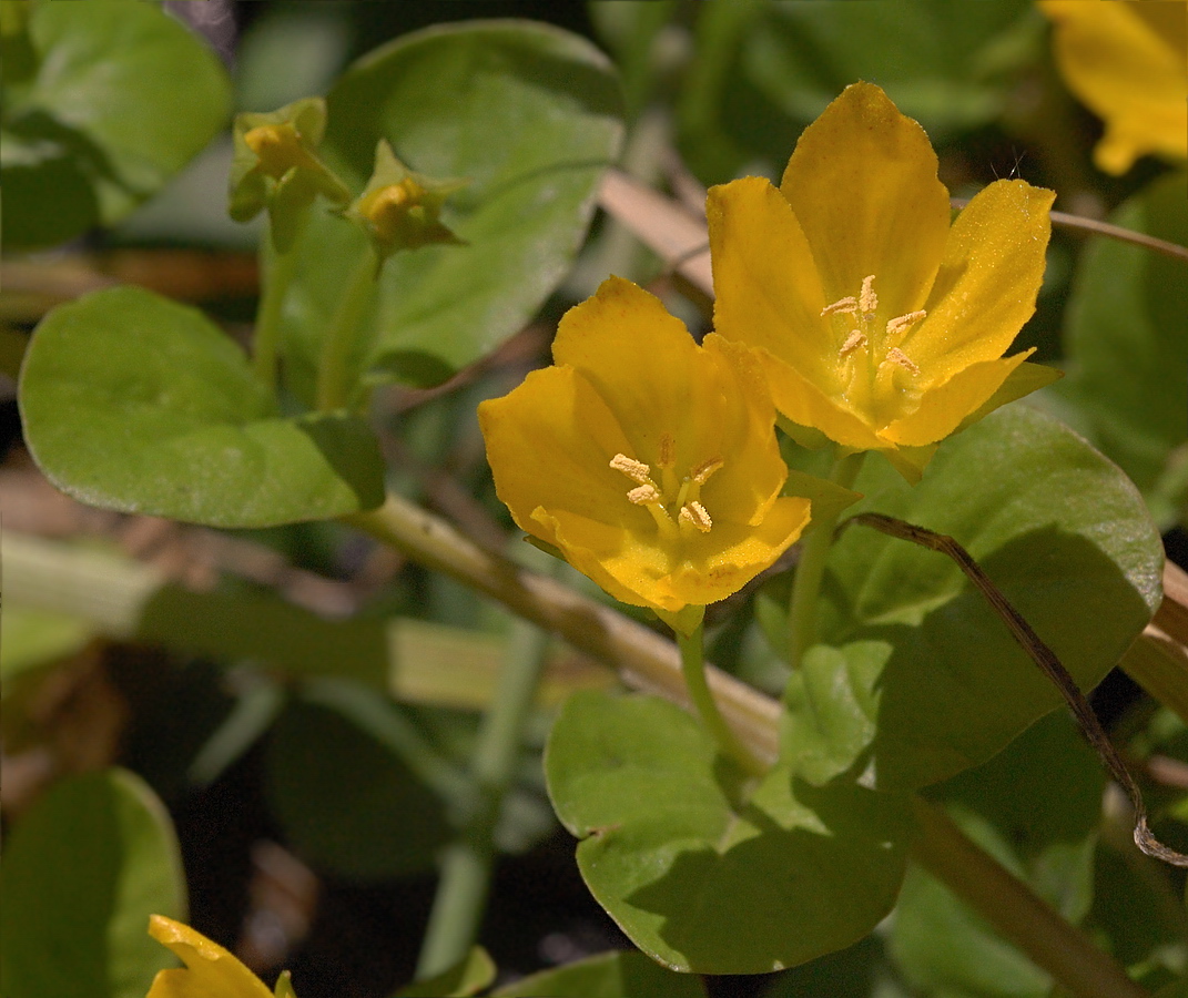 Изображение особи Lysimachia nummularia.