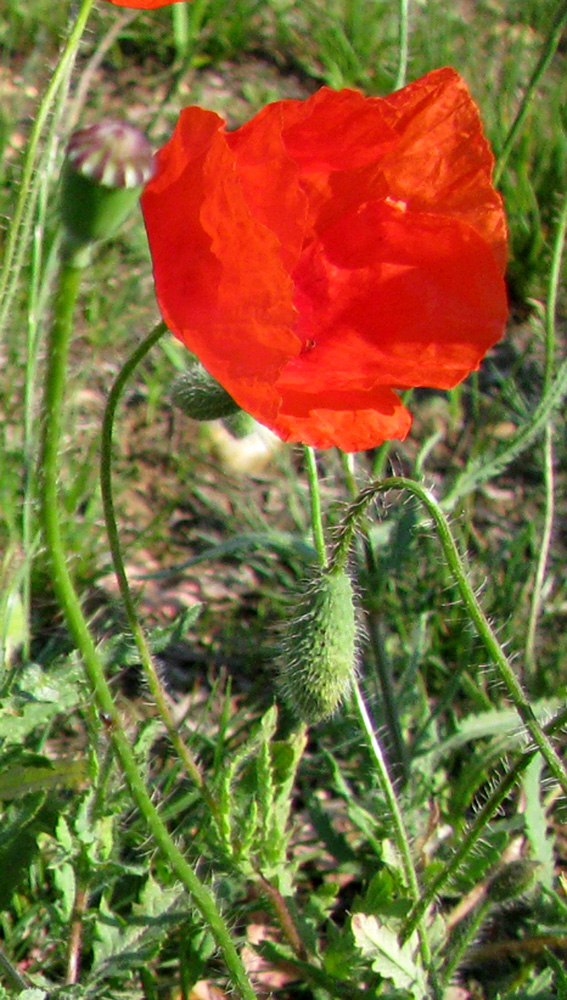 Изображение особи Papaver rhoeas.