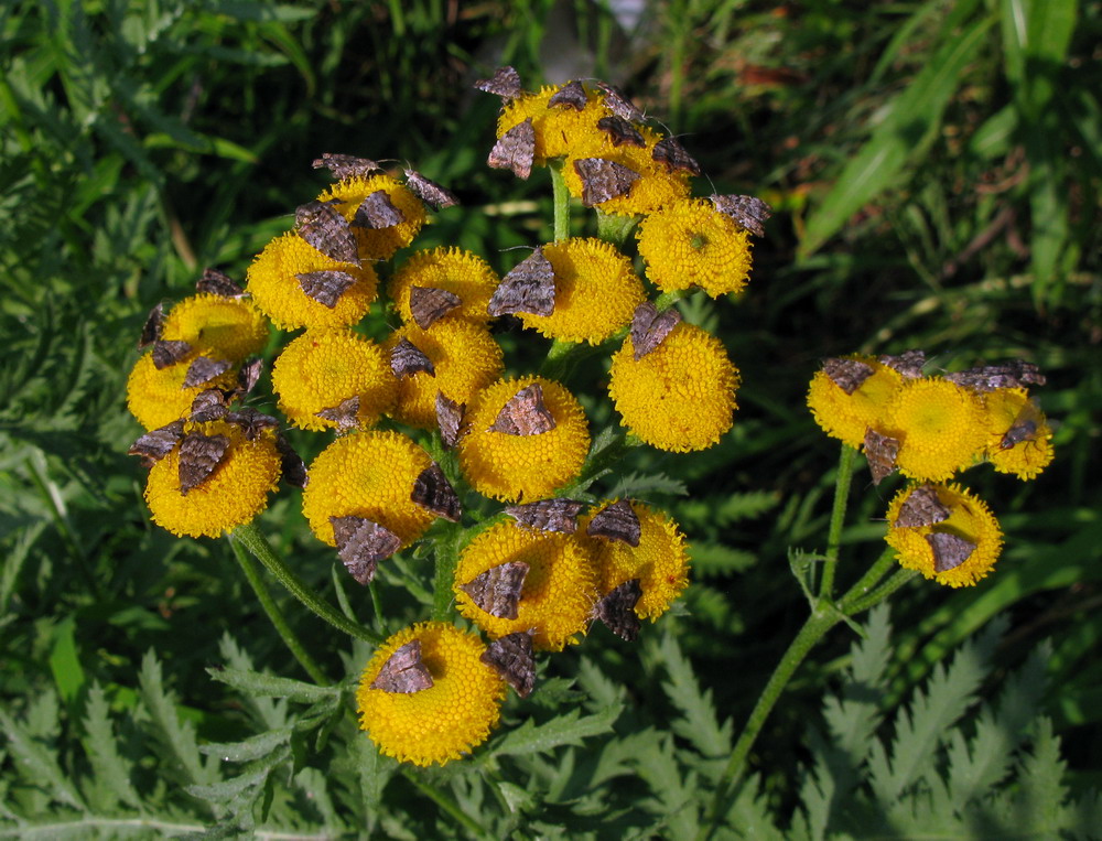 Image of Tanacetum boreale specimen.