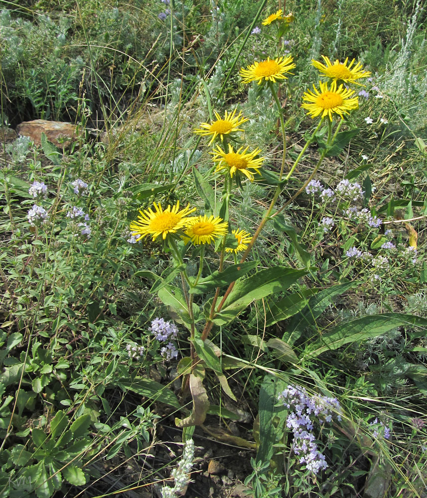 Image of Inula britannica specimen.