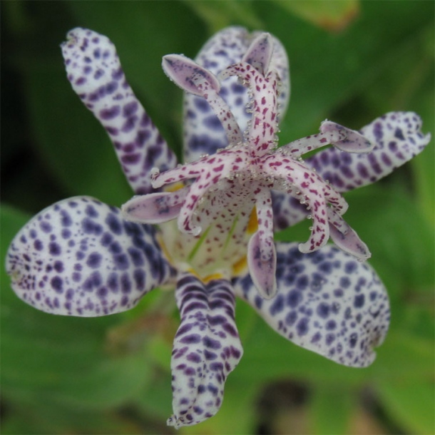 Изображение особи Tricyrtis hirta.