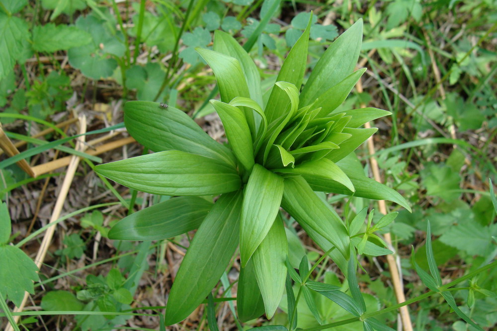 Image of Lilium pilosiusculum specimen.