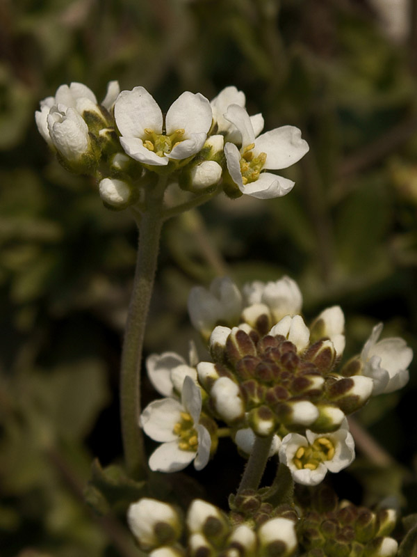 Image of Schivereckia podolica specimen.