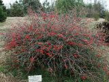 Chaenomeles japonica