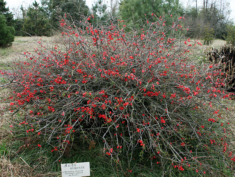 Изображение особи Chaenomeles japonica.