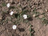 Convolvulus arvensis. Цветущее растение. Испания, автономное сообщество Андалусия, провинция Гранада, комарка Вега-де-Гранада, г. Гранада, Альгамбра. 13.07.2012.