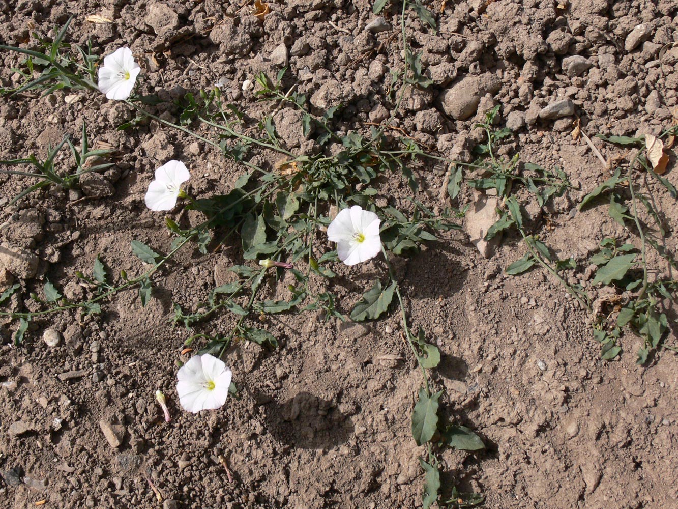Image of Convolvulus arvensis specimen.