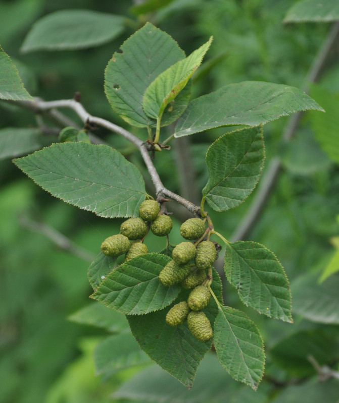 Изображение особи Duschekia fruticosa.