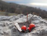 Sorbus taurica. Опавшие плоды и лист. Южный берег Крыма, Ай-Петринская яйла. 10 ноября 2012 г.