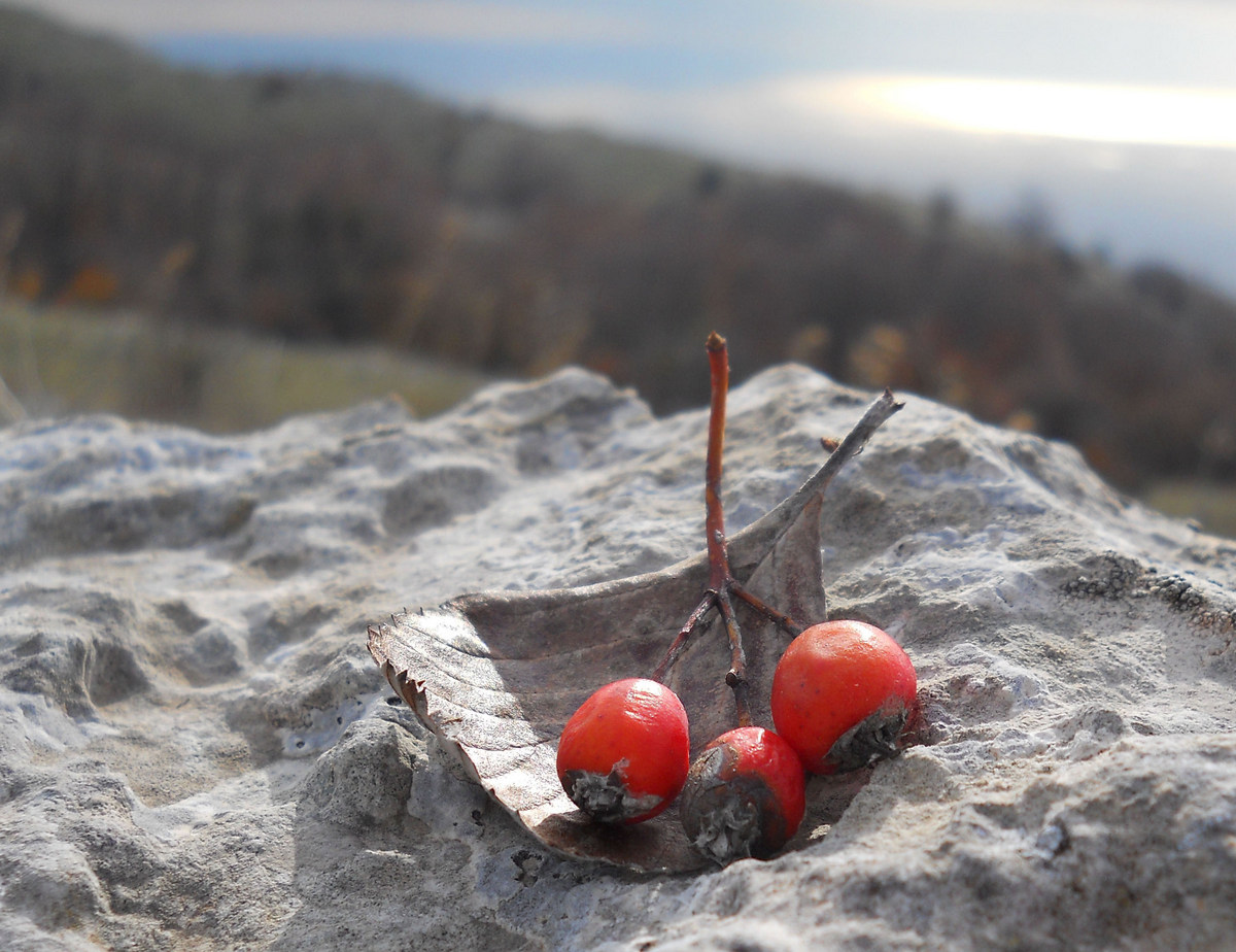 Image of Sorbus taurica specimen.